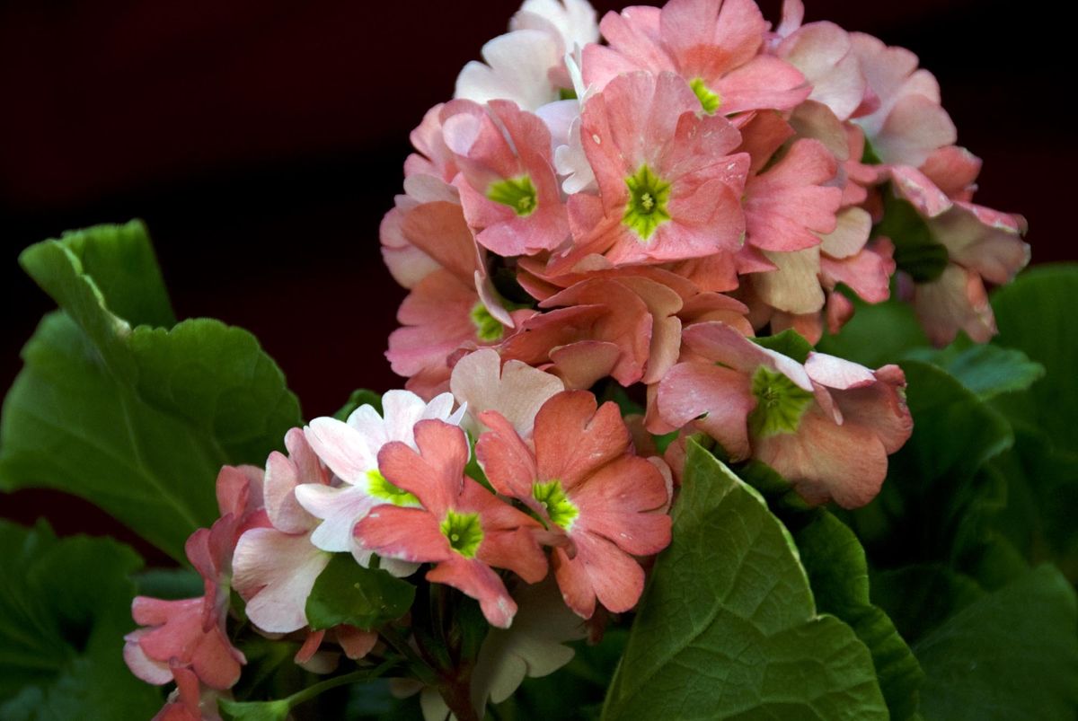 deco 076 plantas pequenas centros mesa primula