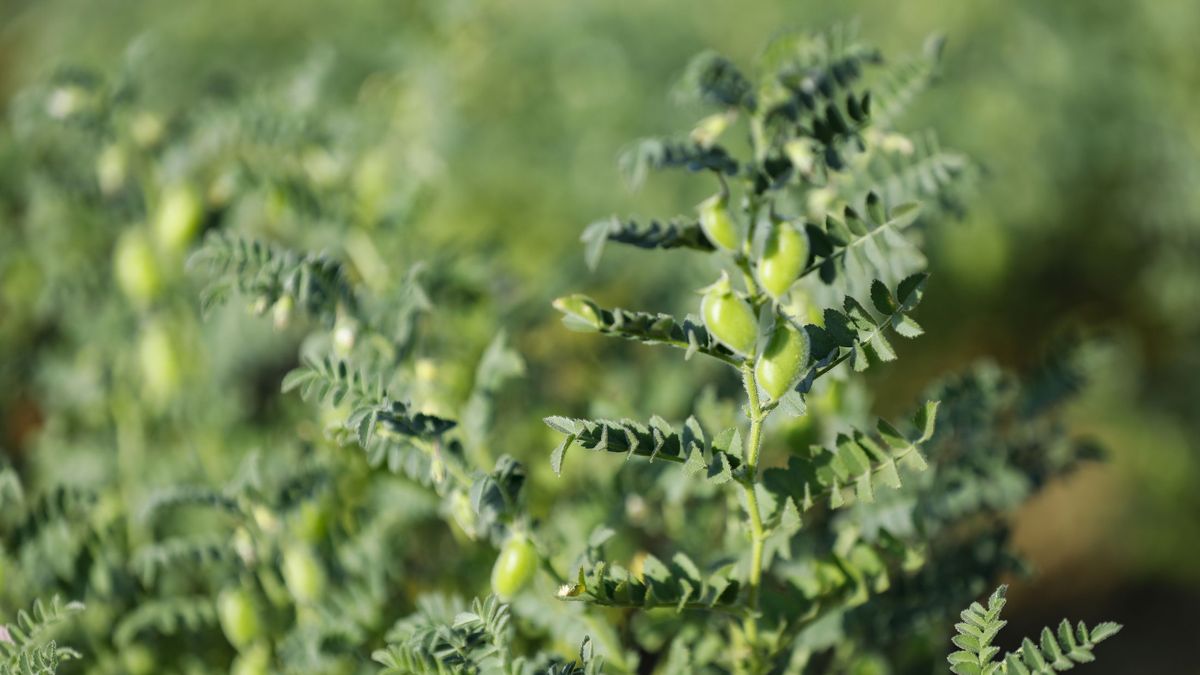 La micoproteína es un tipo de proteína obtenida a partir de hongos filamentosos