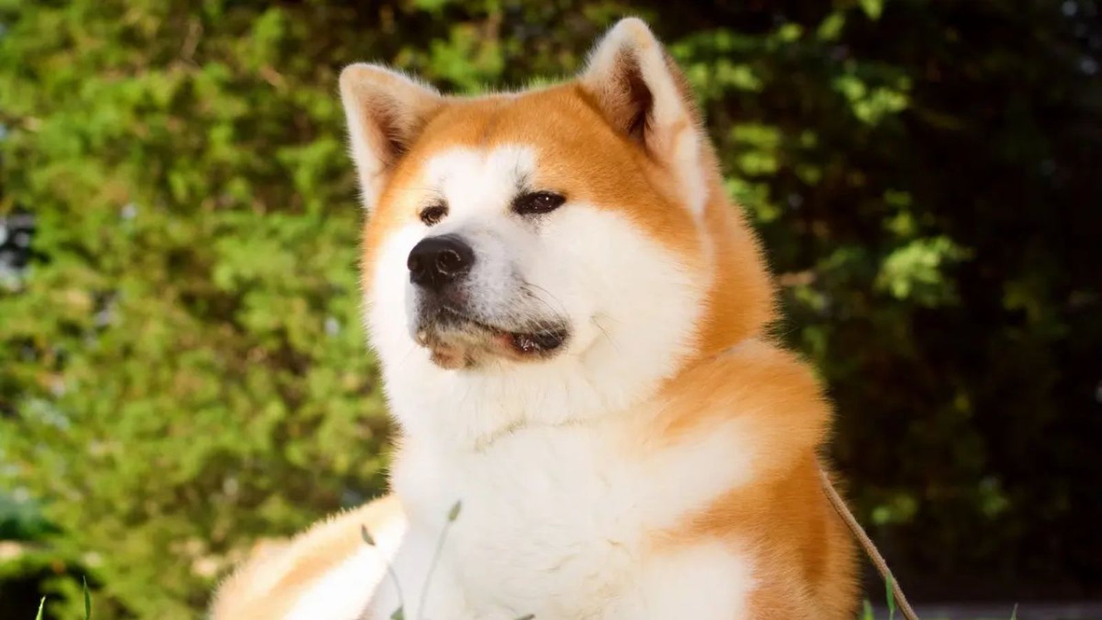 perros japoneses ok