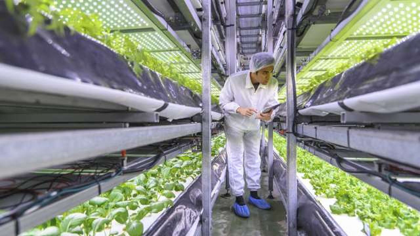 cultivo hidroponico que es cultivo hidroponico que es