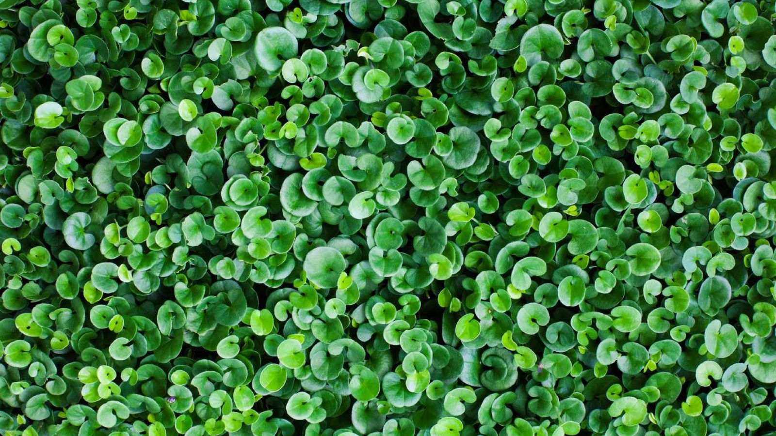 Dichondra repens: la oreja de ratón