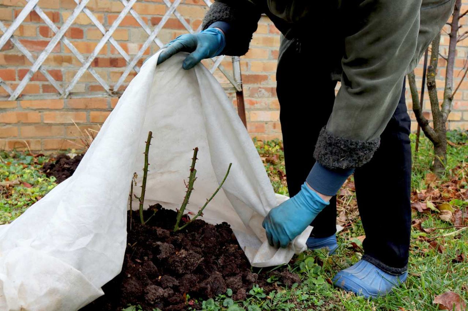 Preparar tu jardín en invierno protege tus plantas y asegura su vitalidad en primavera.