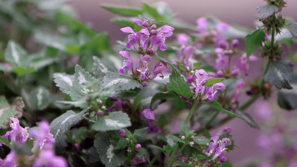 brico 0961 3 glecoma lamium lamium detalle