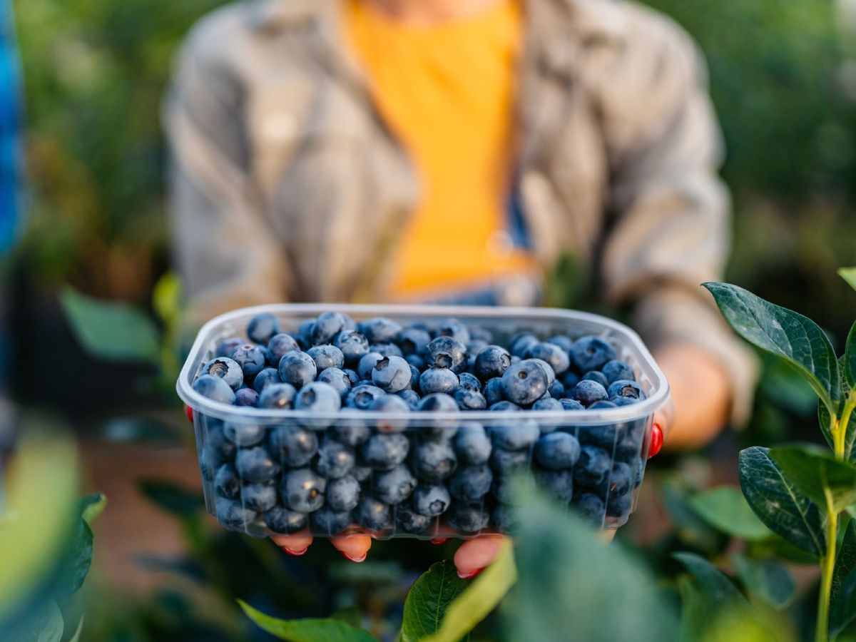 Se recolectan tirando suavemente de ellos por el tallo.