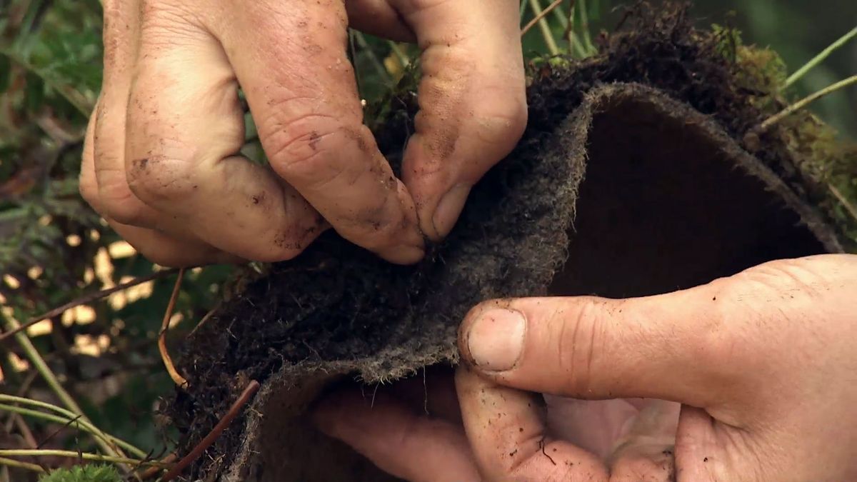 Deco 721 jardineria mata helecho