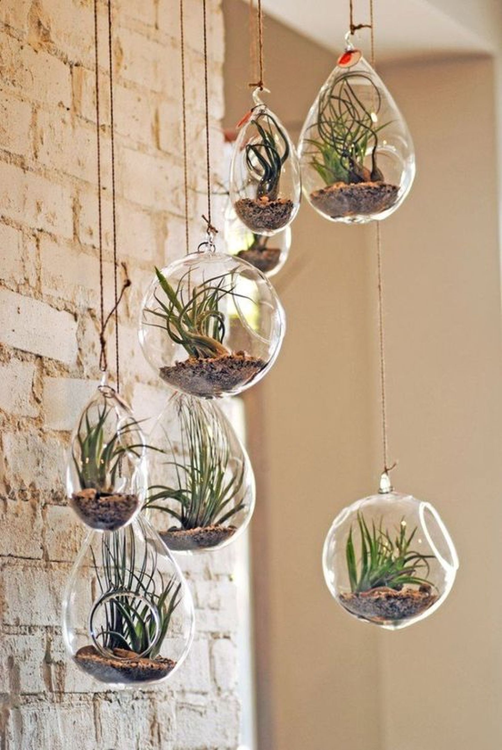 plantas aereas colgantes en peceras