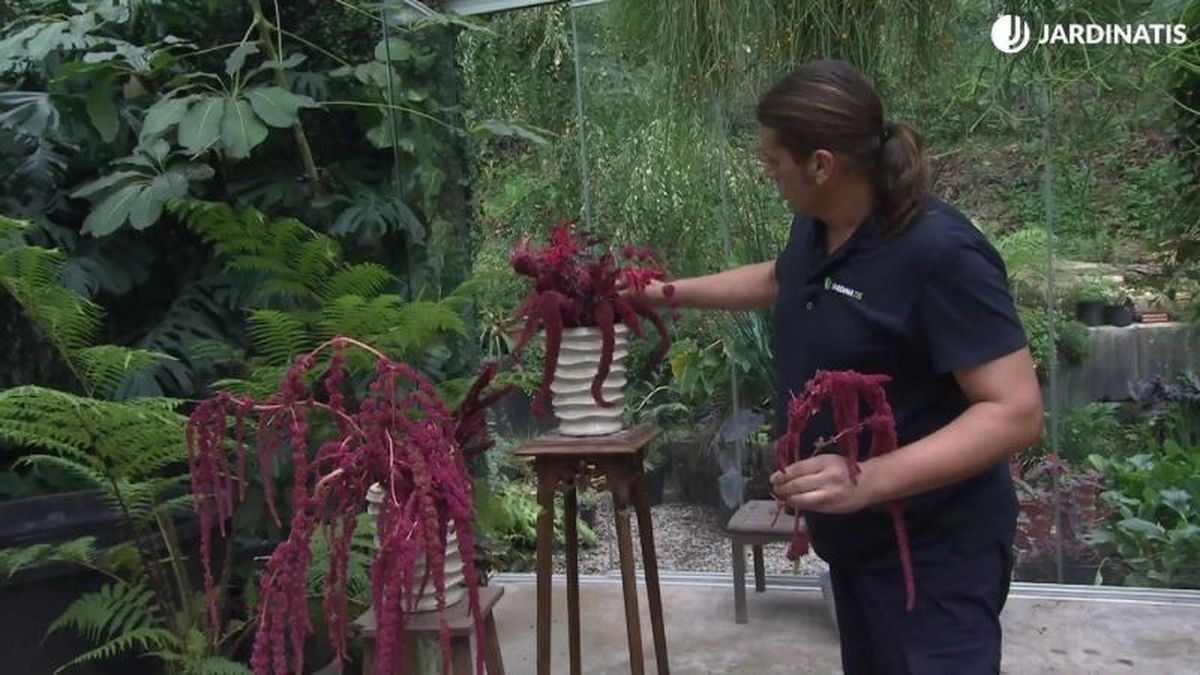 Arreglos florales con amarantos