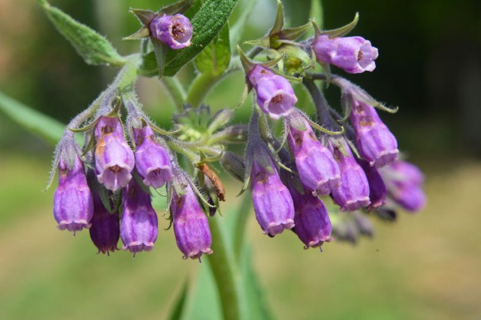 Planta suelda con suelda, también conocida como consuelda Planta suelda con suelda, también conocida como consuelda