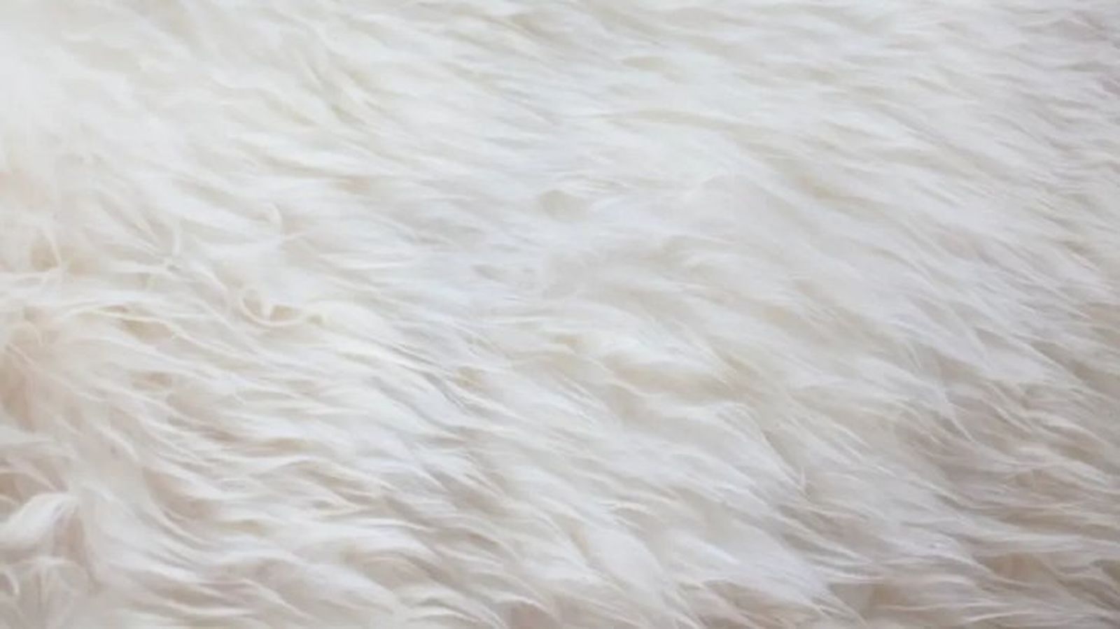 animales albinos 2