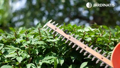 Podas de finales de invierno