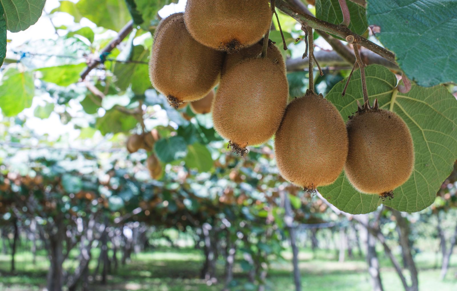kiwi arbol