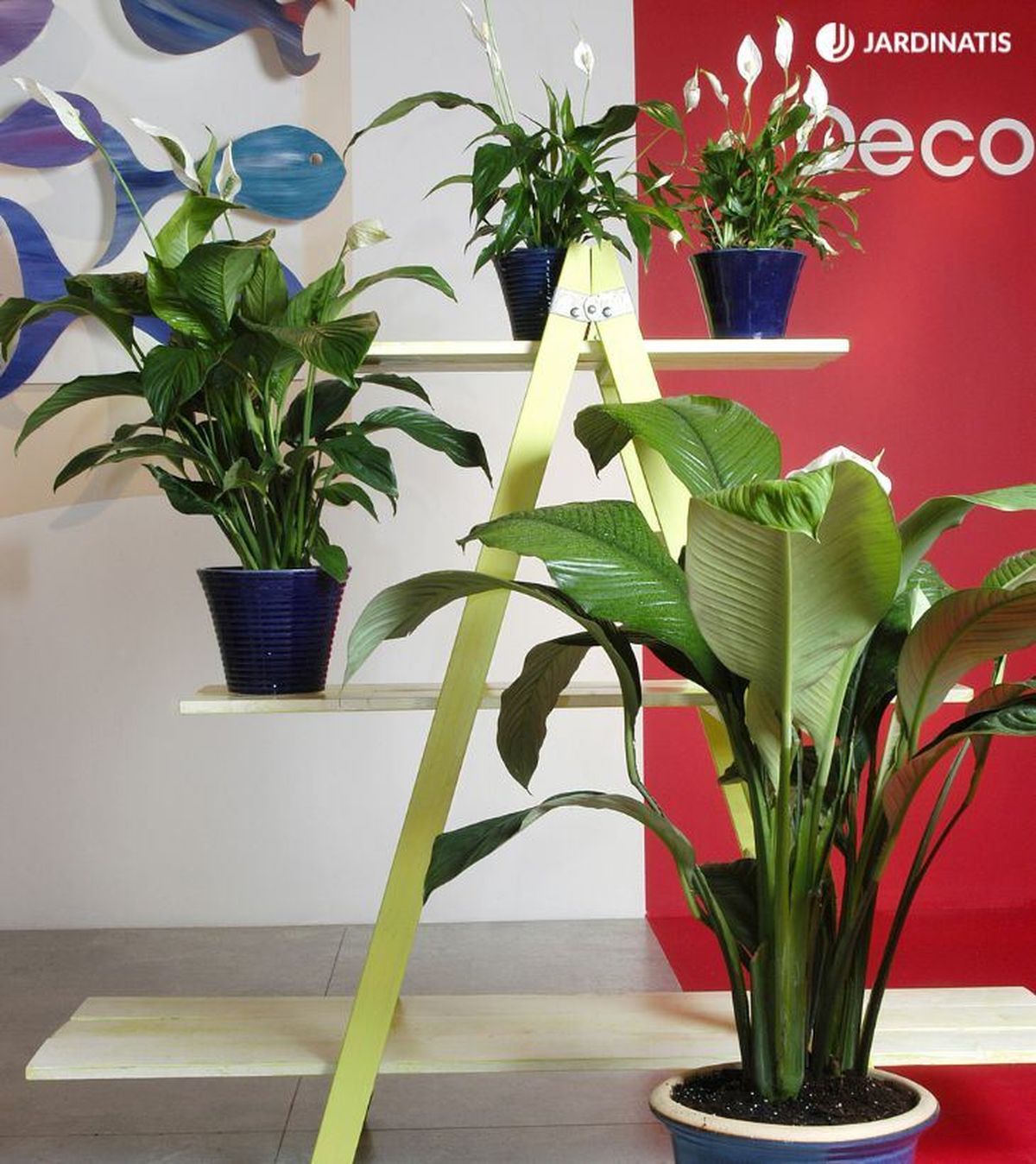 3 variedades de Spathiphyllum