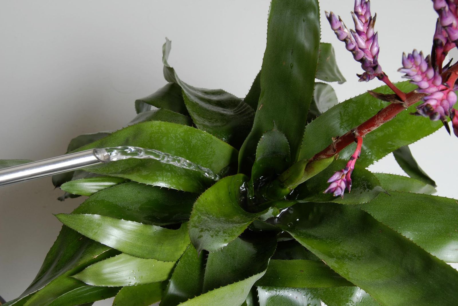 deko 222 aechmea blue rain cuidados deko 222 aechmea blue rain cuidados