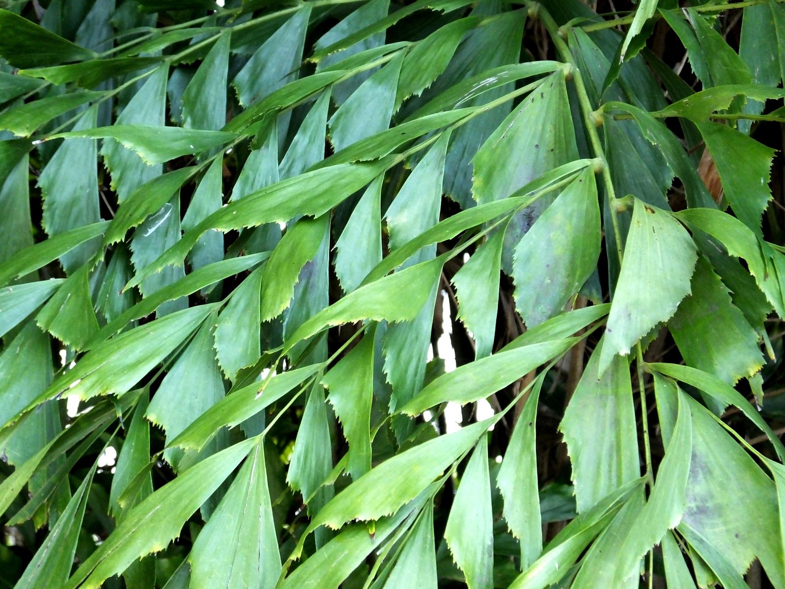 cariota palmera