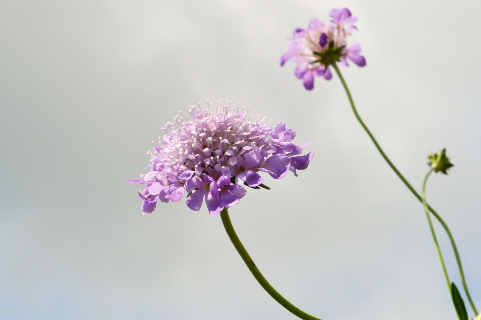 plantas de colección Scabiosa columbaria, butterfly blue plantas de colección Scabiosa columbaria, butterfly blue