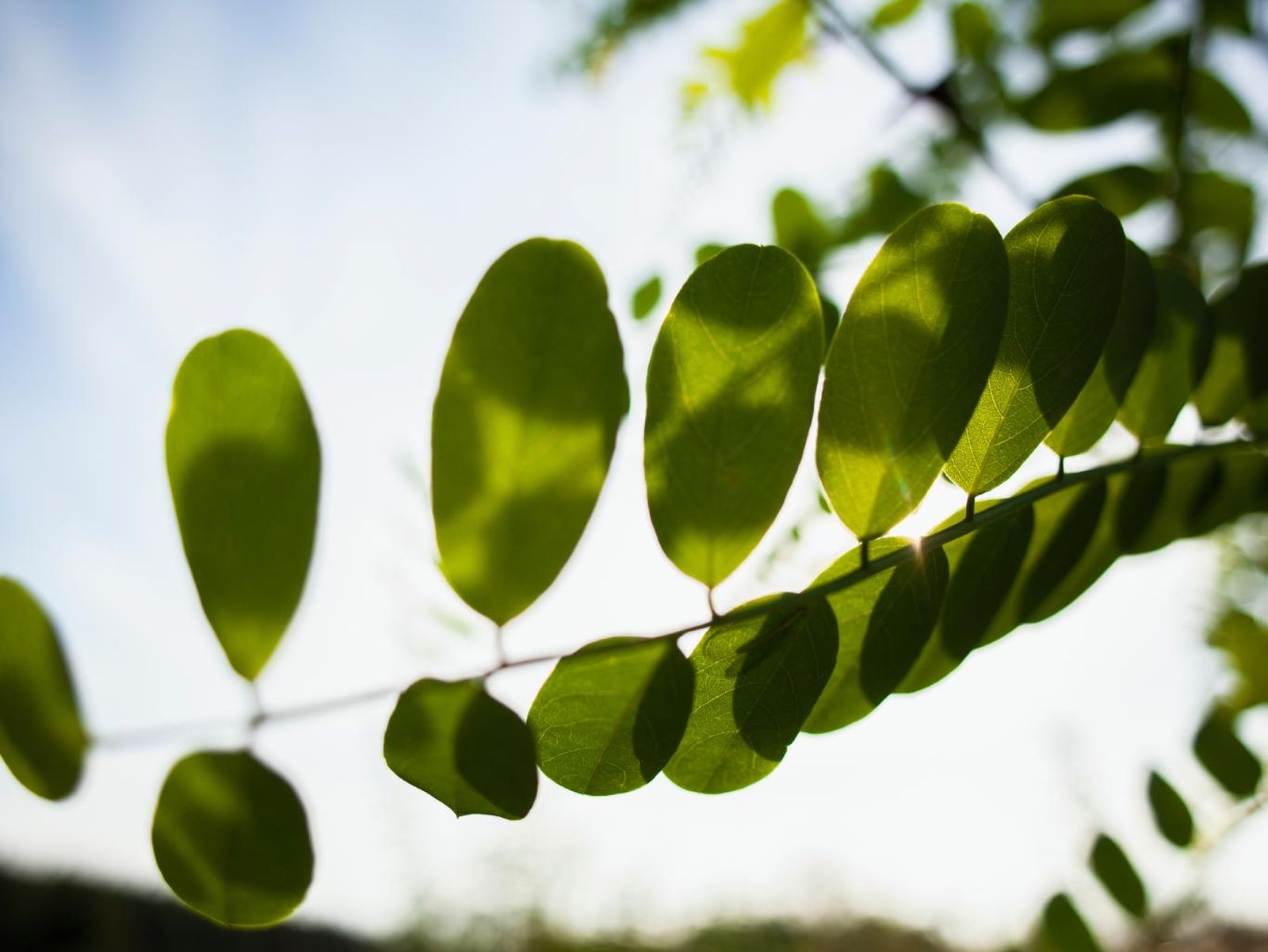 Hojas de Robinia pseudoacacia.