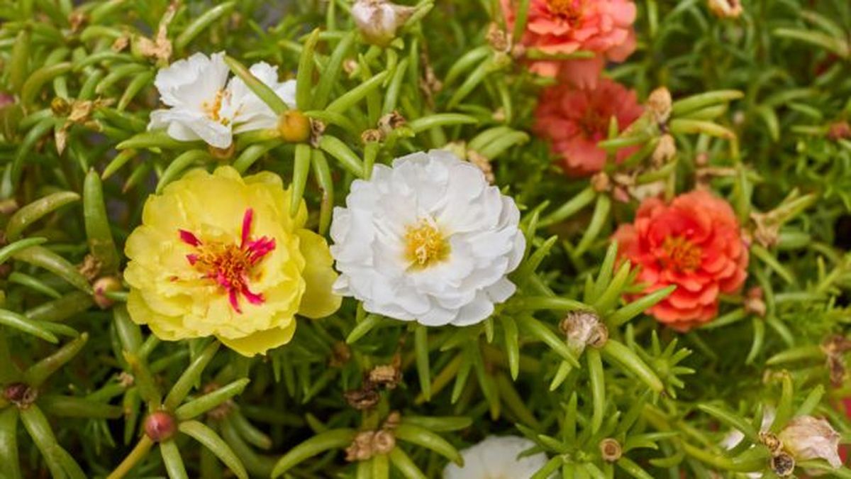 portulaca grandiflora planta suculenta rastrera