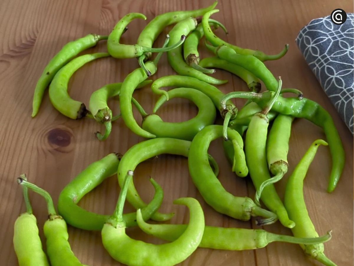 La selección de las guindillas es fundamental para un conserva de calidad.