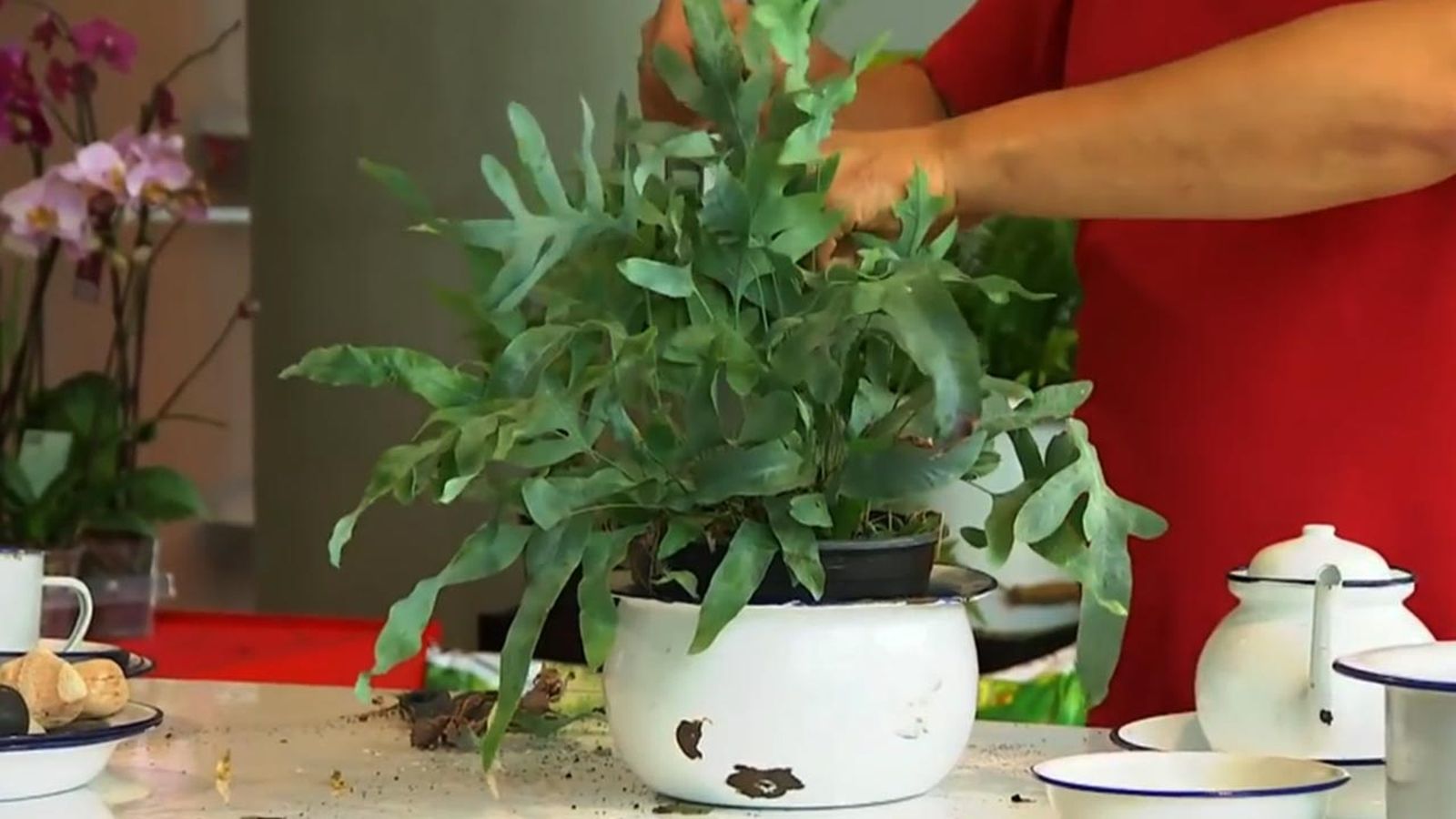 como cultivar helecho phlebodium como cultivar helecho phlebodium