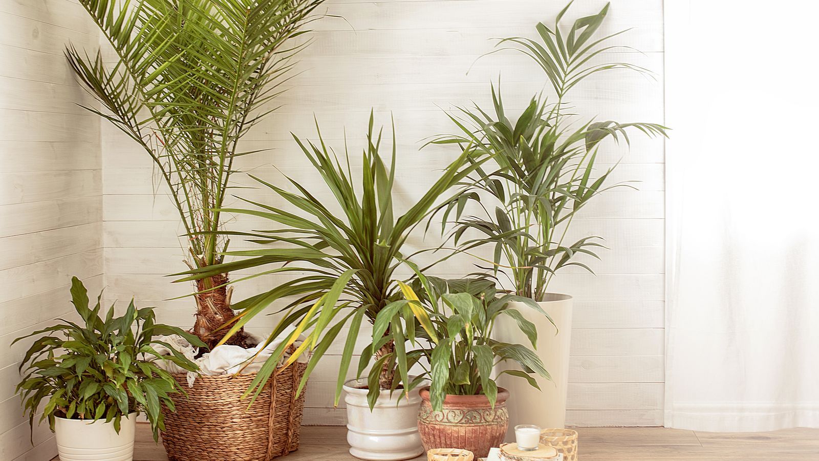 El agua de arroz es beneficiosa para reanimar las plantas estancadas y fomentar un crecimiento sano