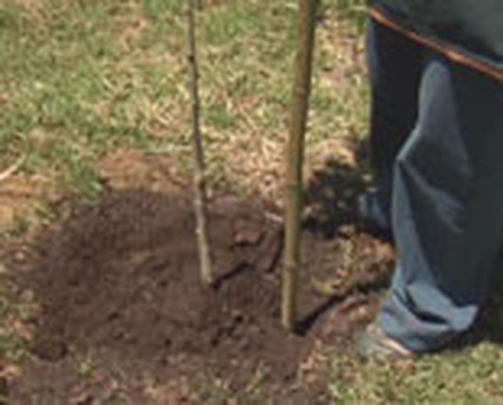 entutorar naranjo p02 entutorar naranjo p02