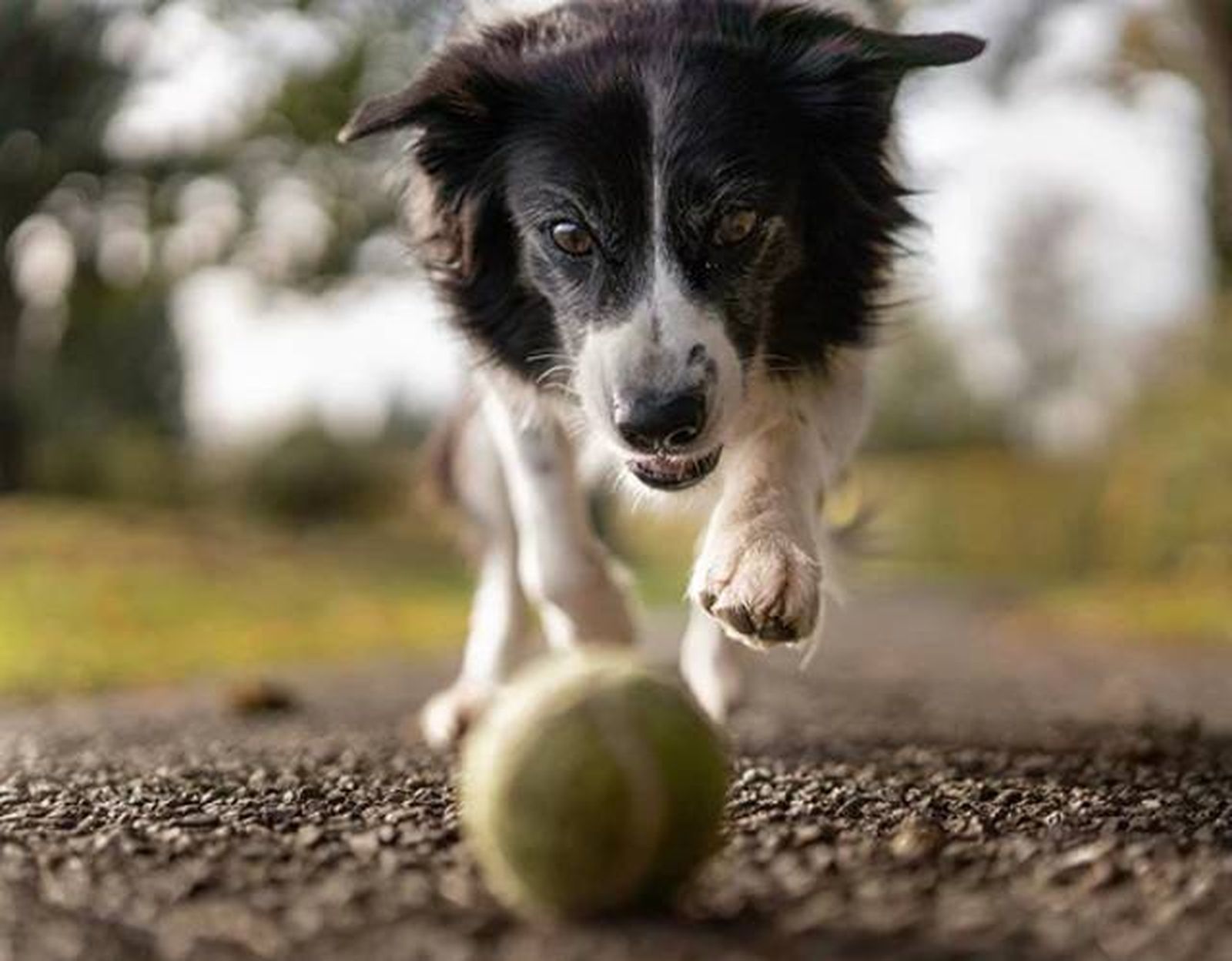 juego pelota perro correa y lanzador SLINGDOG juego pelota perro correa y lanzador SLINGDOG
