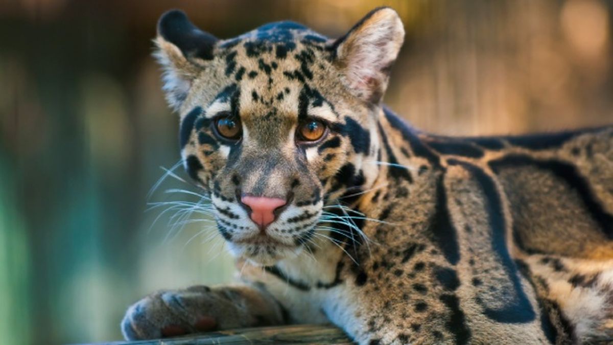 animales nocturnos pantera