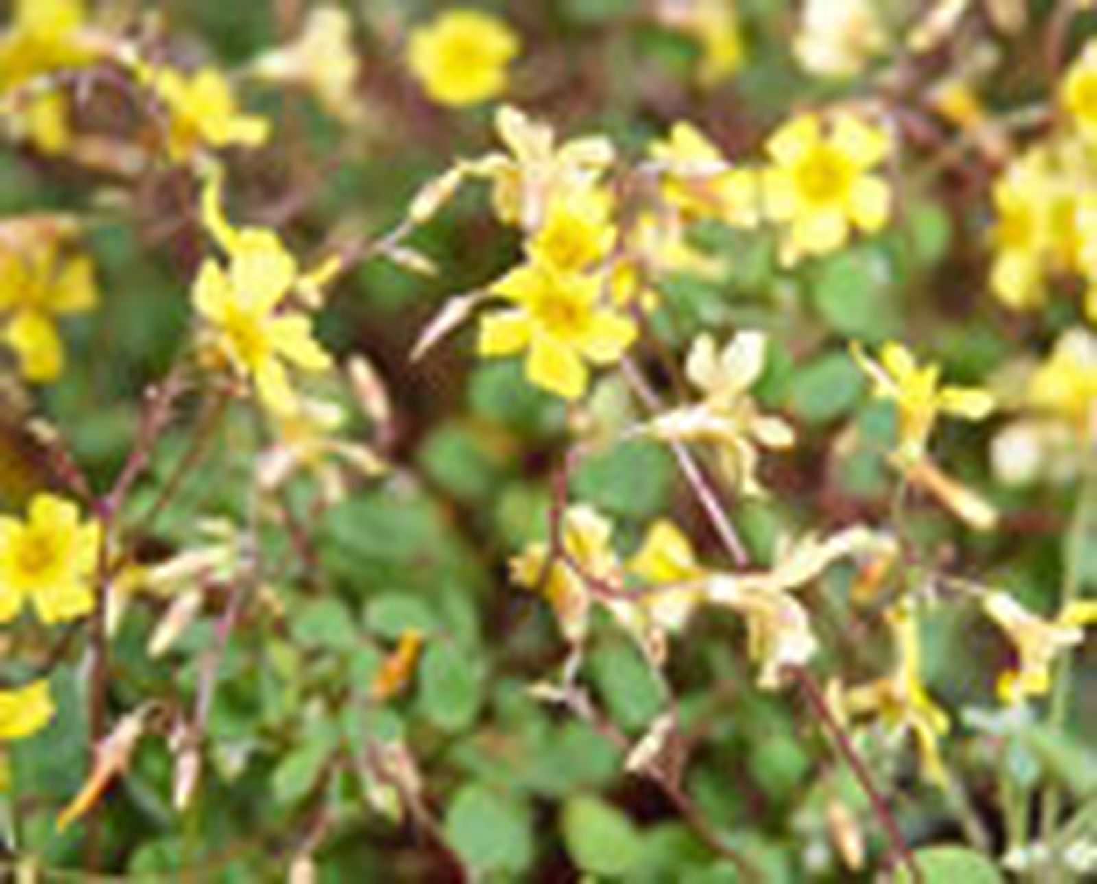 106 oxalis p3 106 oxalis p3