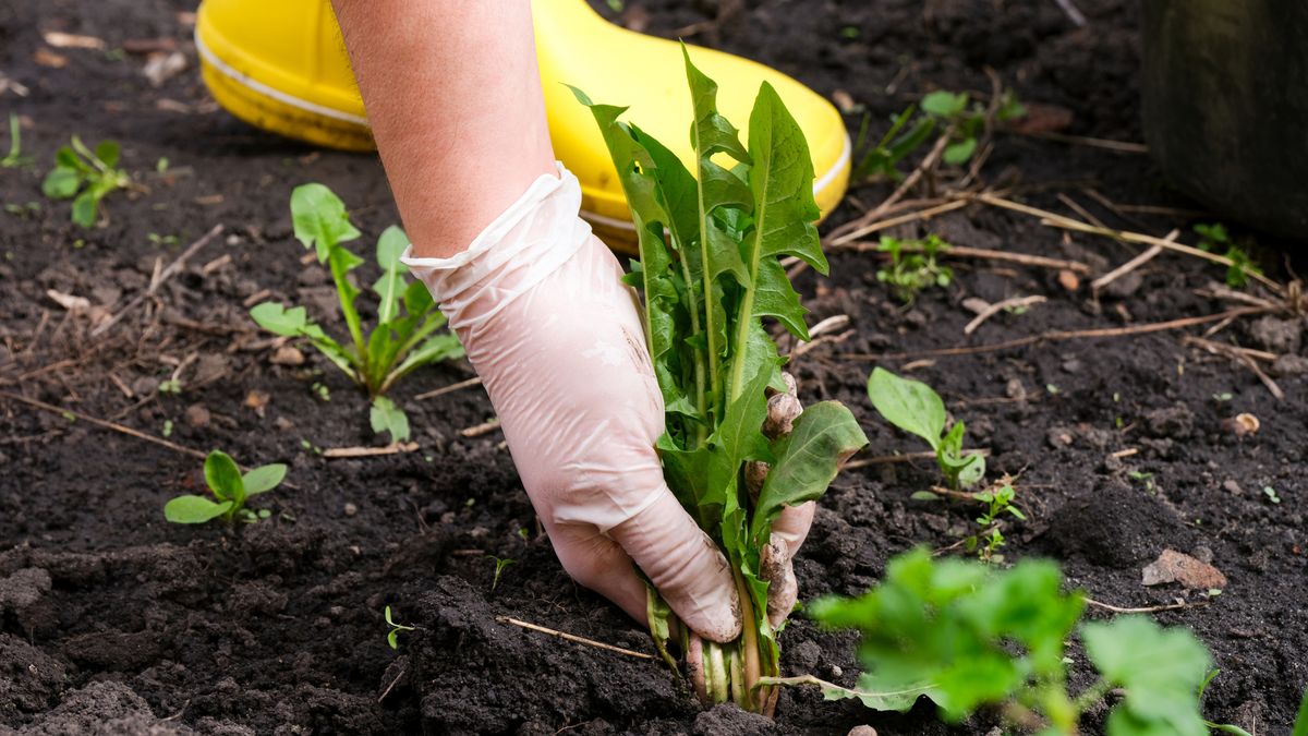No es necesario recurrir a productos químicos para quitar las malas hierbas