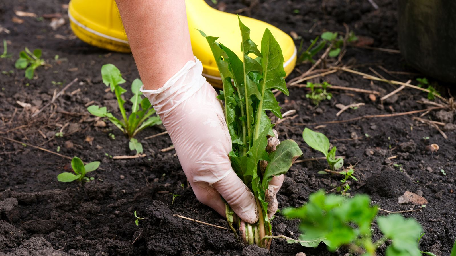 No es necesario recurrir a productos químicos para quitar las malas hierbas