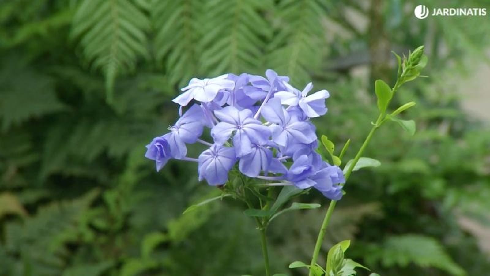 Flor azul características del Plumbago capensis. Flor azul características del Plumbago capensis.