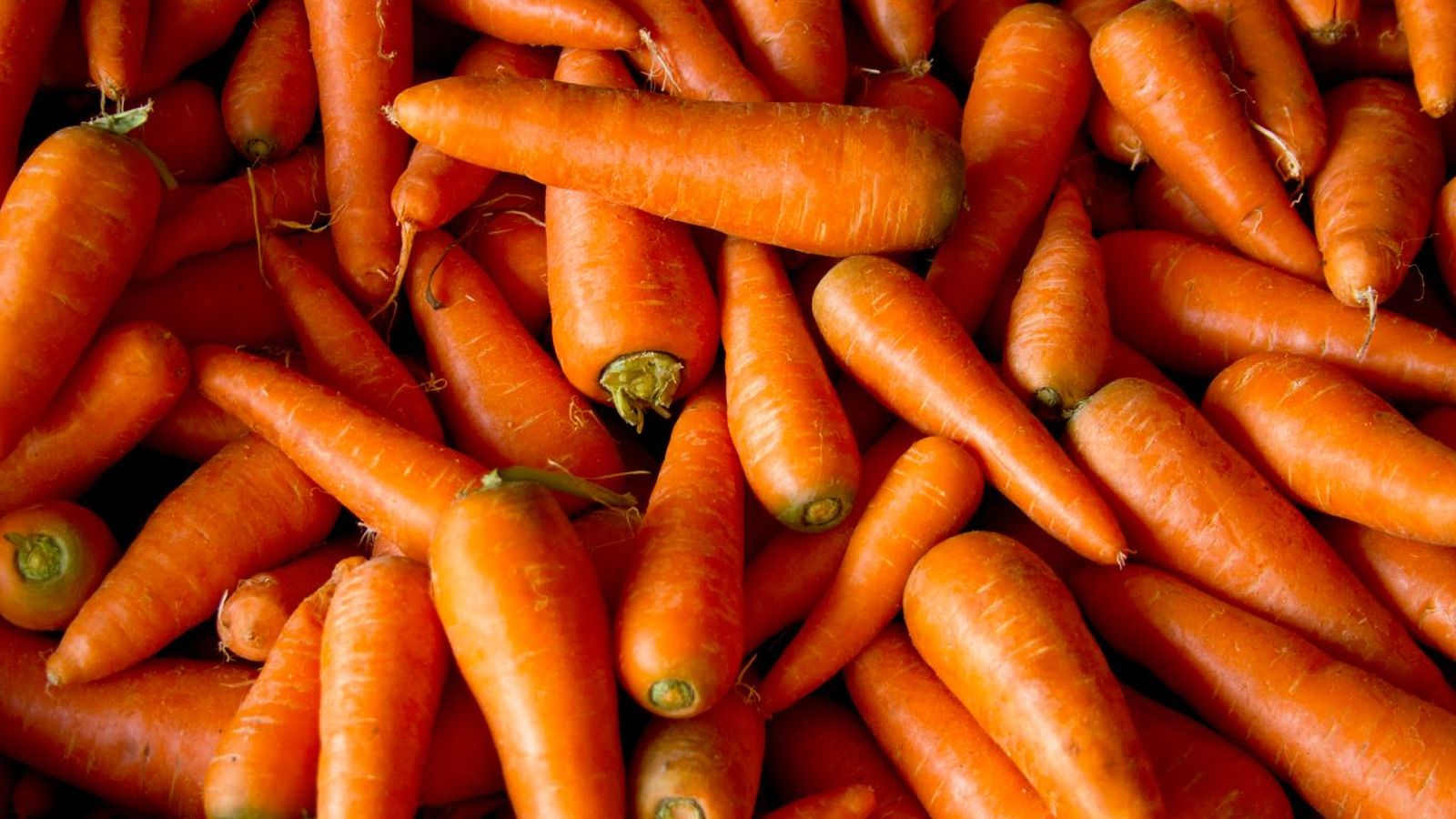 Zanahorias