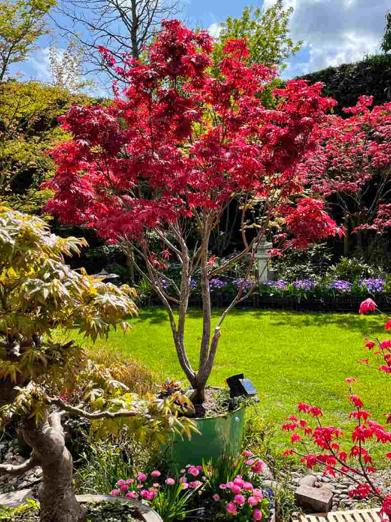 Acer palmatum atropurpureum. Acer palmatum atropurpureum.