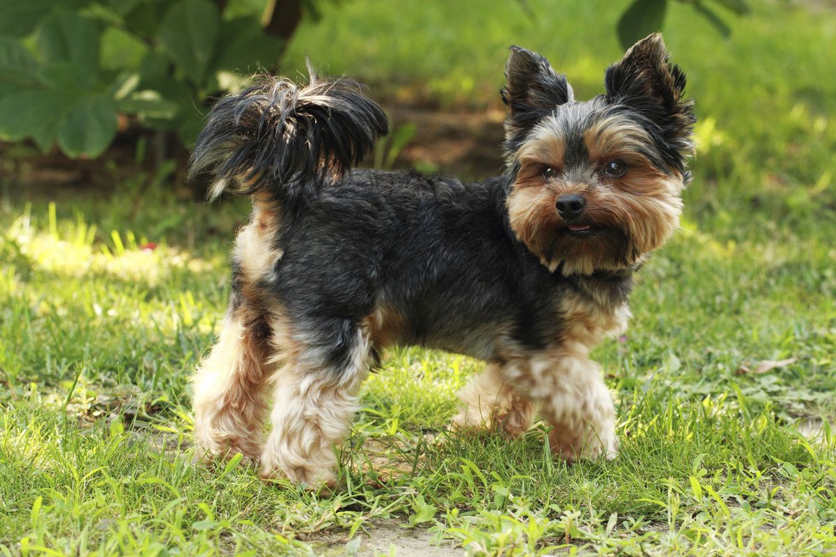 Problemas de piel en perros Yorkshire