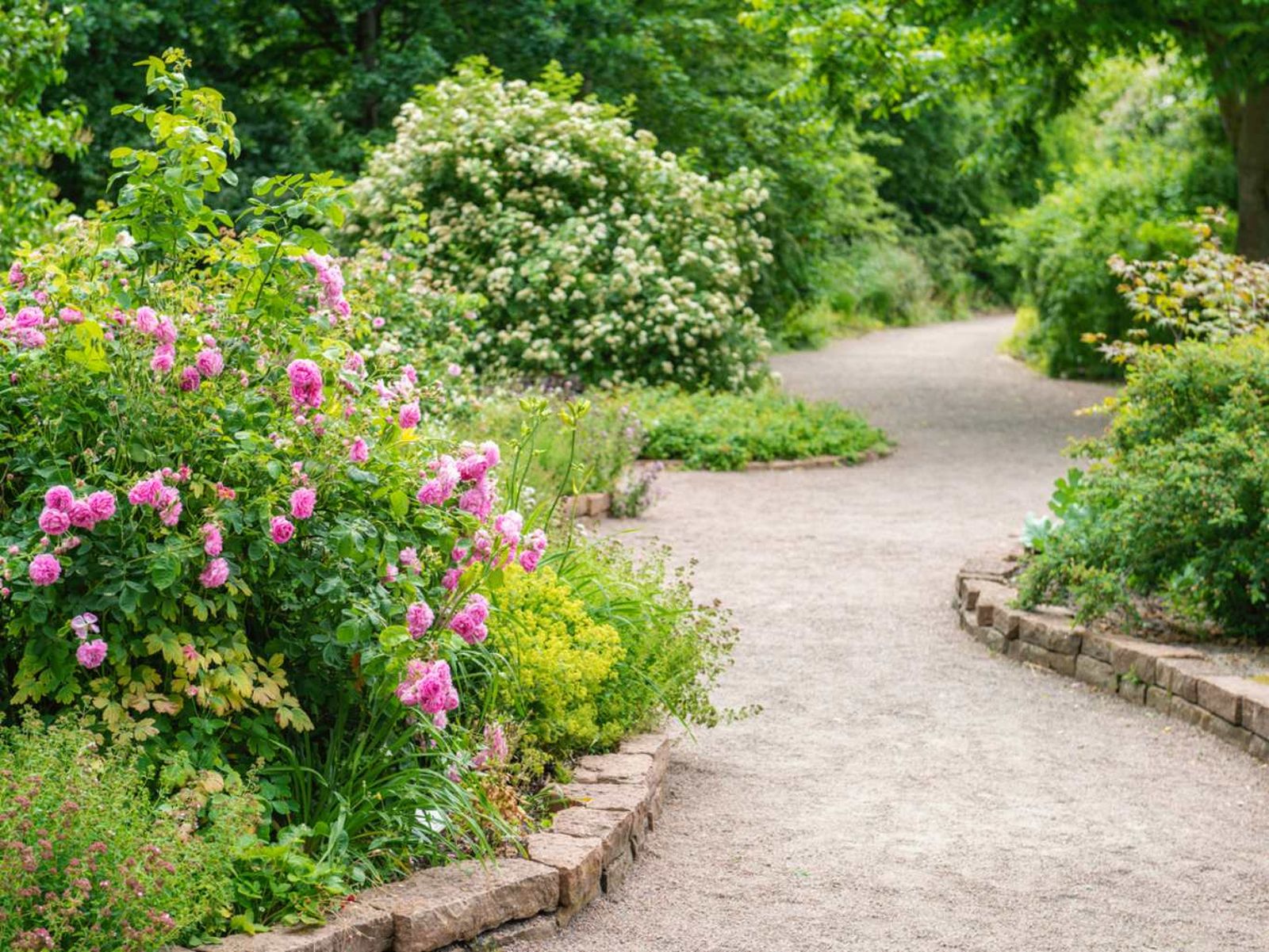 Camino entre arbustos con flores.