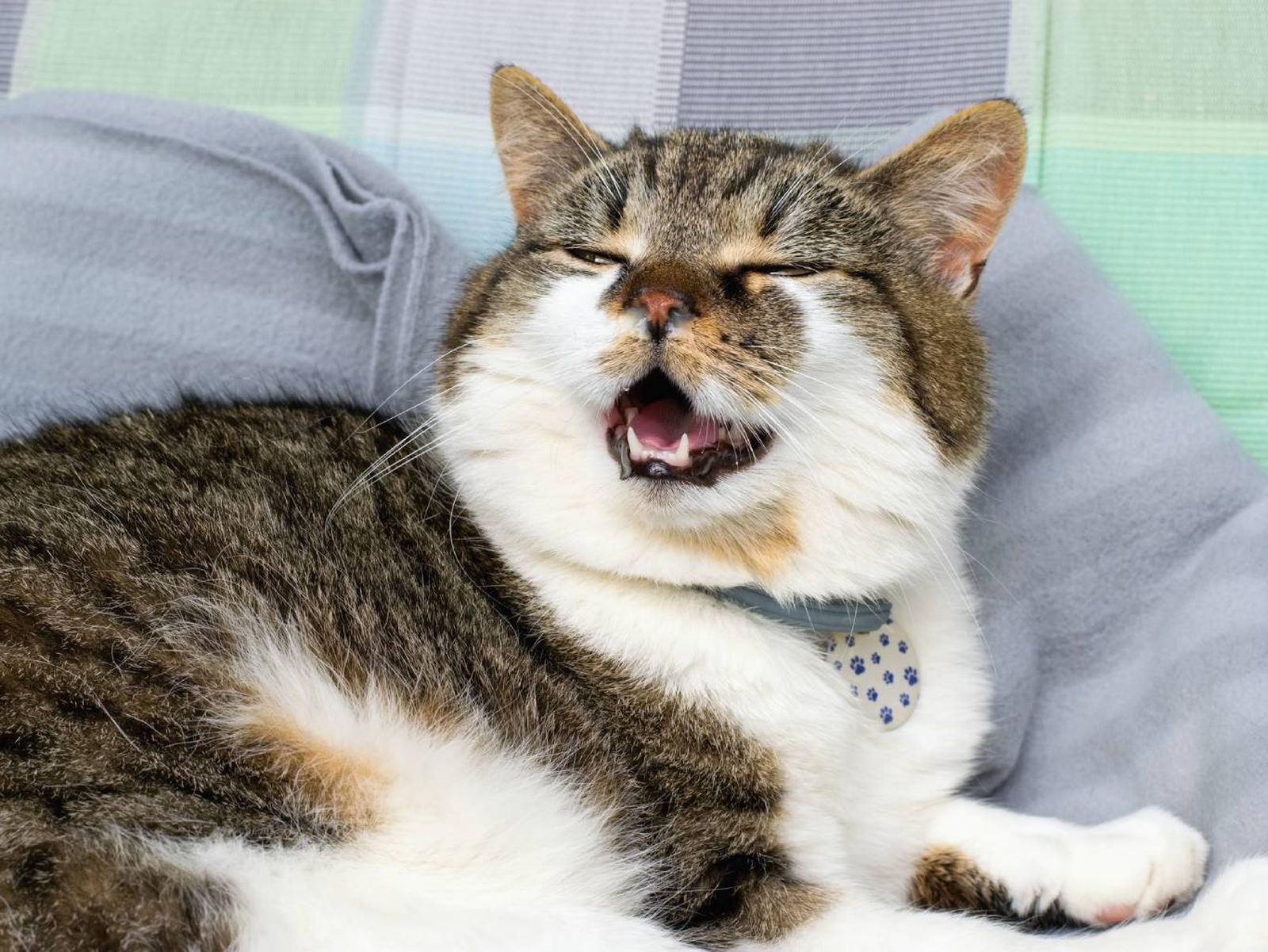 Es importante observar cómo tose tu gato para evaluar si requiere atención veterinaria. Es importante observar cómo tose tu gato para evaluar si requiere atención veterinaria.