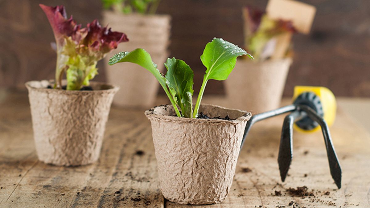 Semilleros individuales para plantas