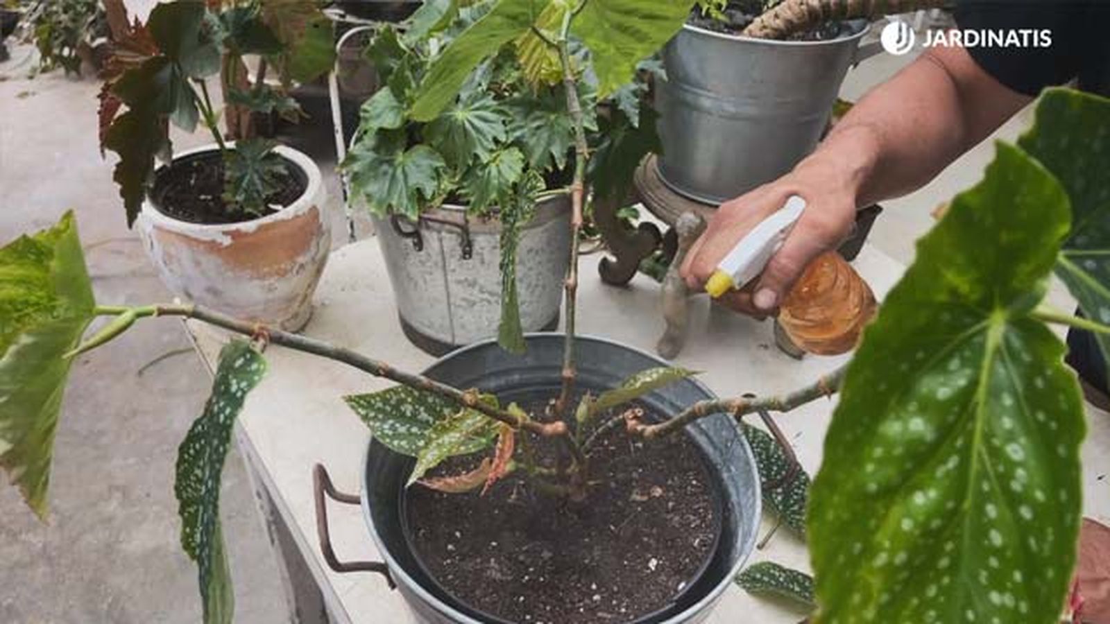 proteger a las begonias del oidio jardinatis proteger a las begonias del oidio jardinatis