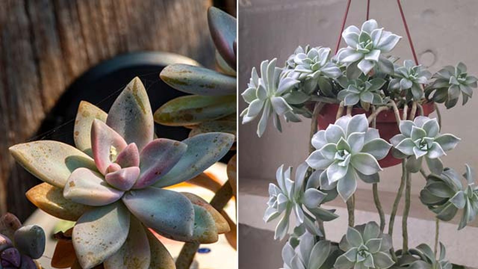 graptopetalum porte colgante jardinatis 22 19 graptopetalum porte colgante jardinatis 22 19