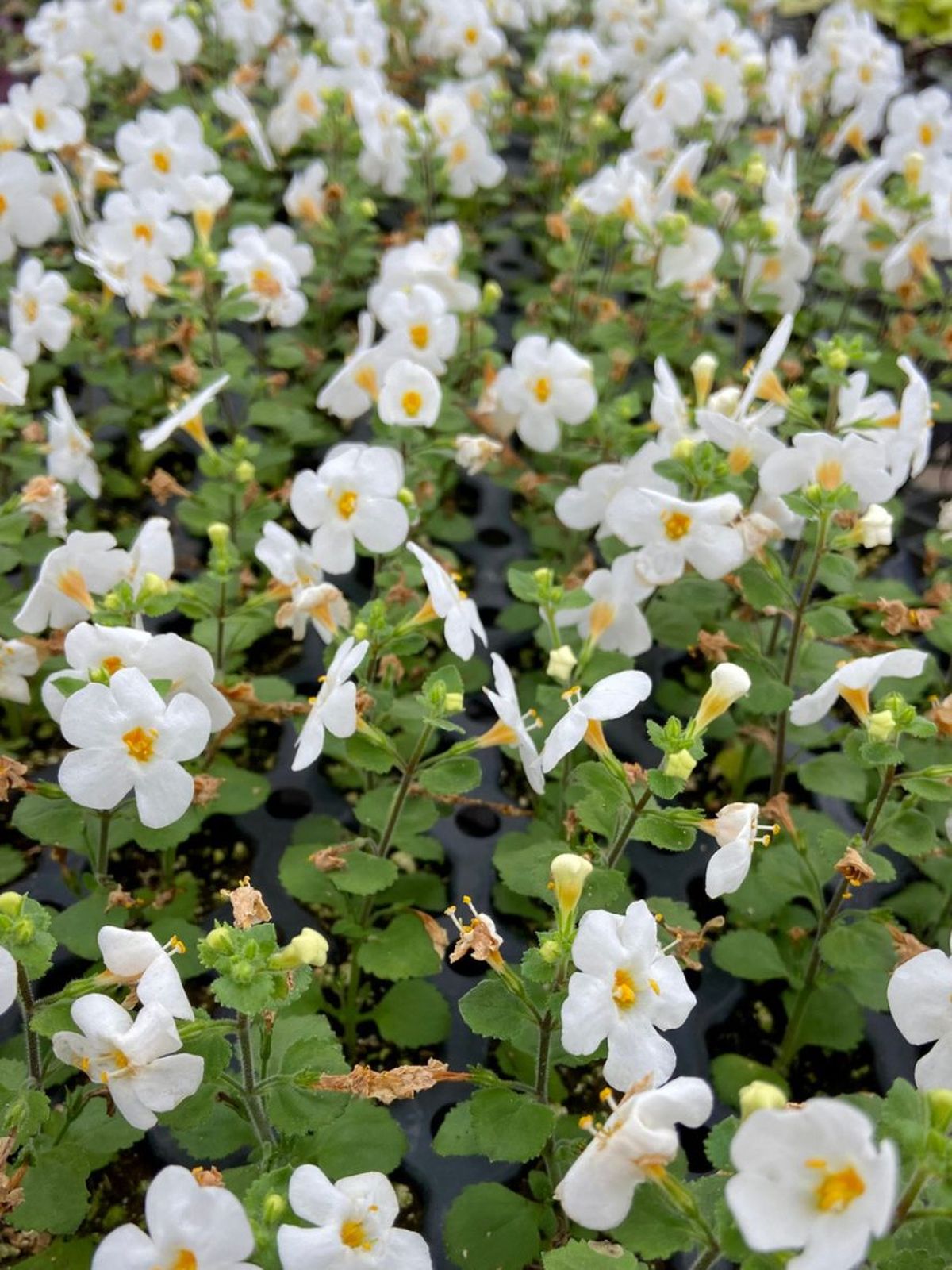 flores de la planta bacopa