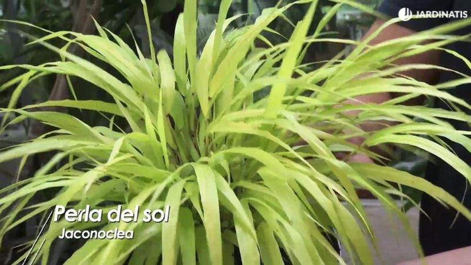 La Jaconoclea o Perla del sol