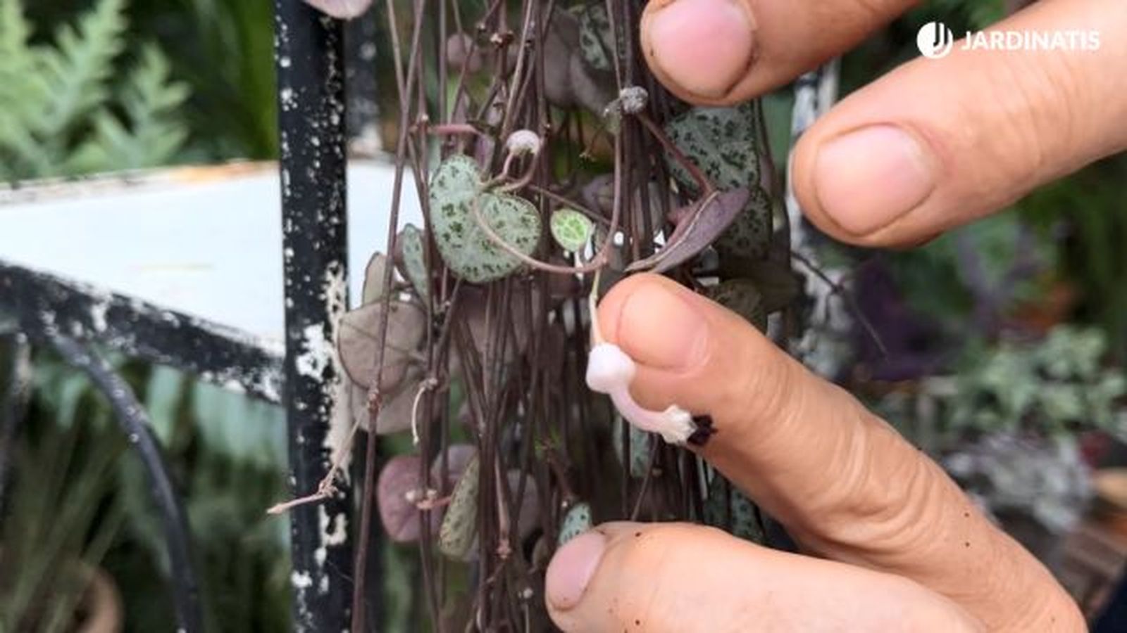 ceropegia woodii flor jardinatis 23 36 ceropegia woodii flor jardinatis 23 36