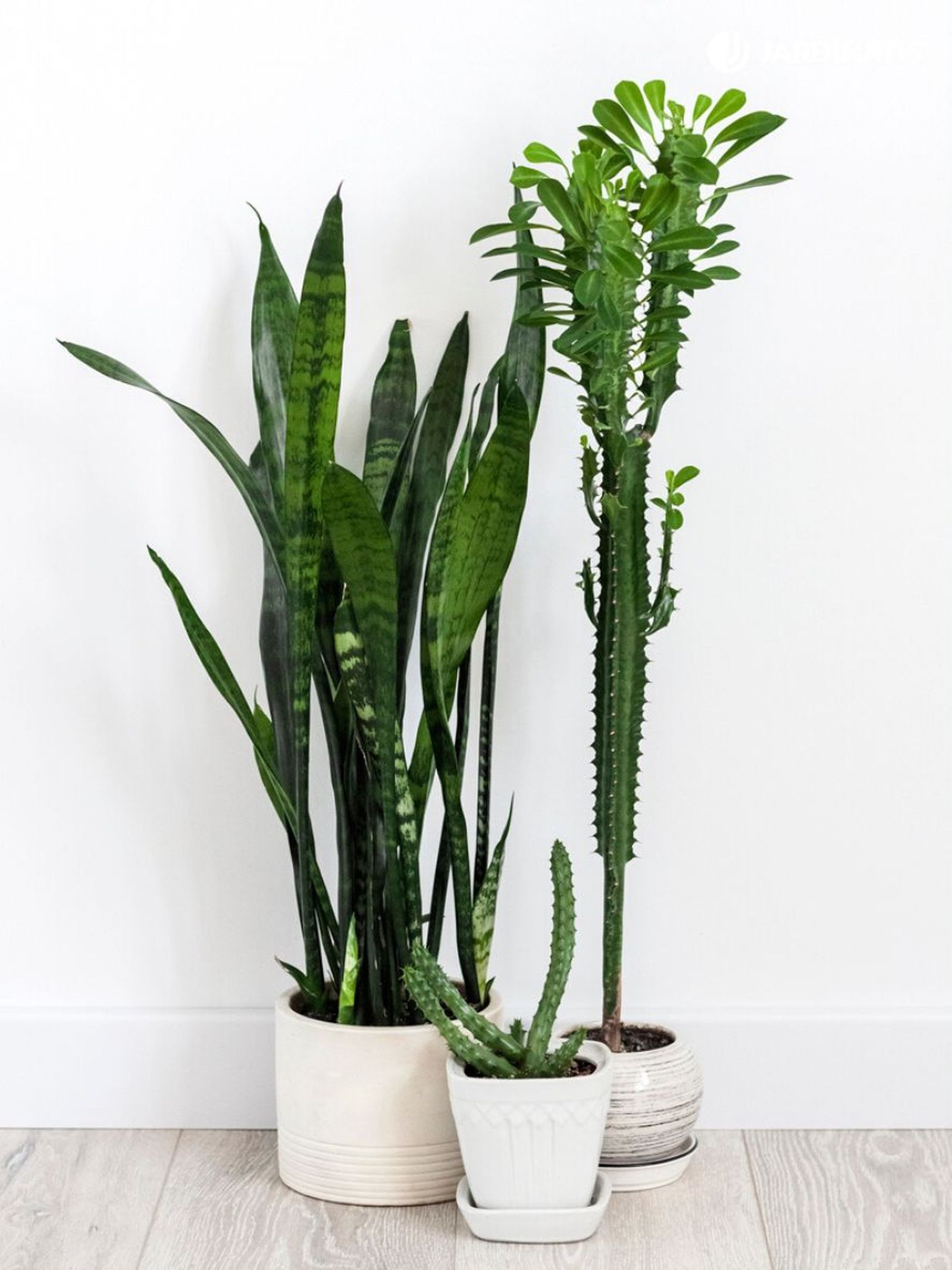 euphorbia trigona sansevieria huernia euphorbia trigona sansevieria huernia