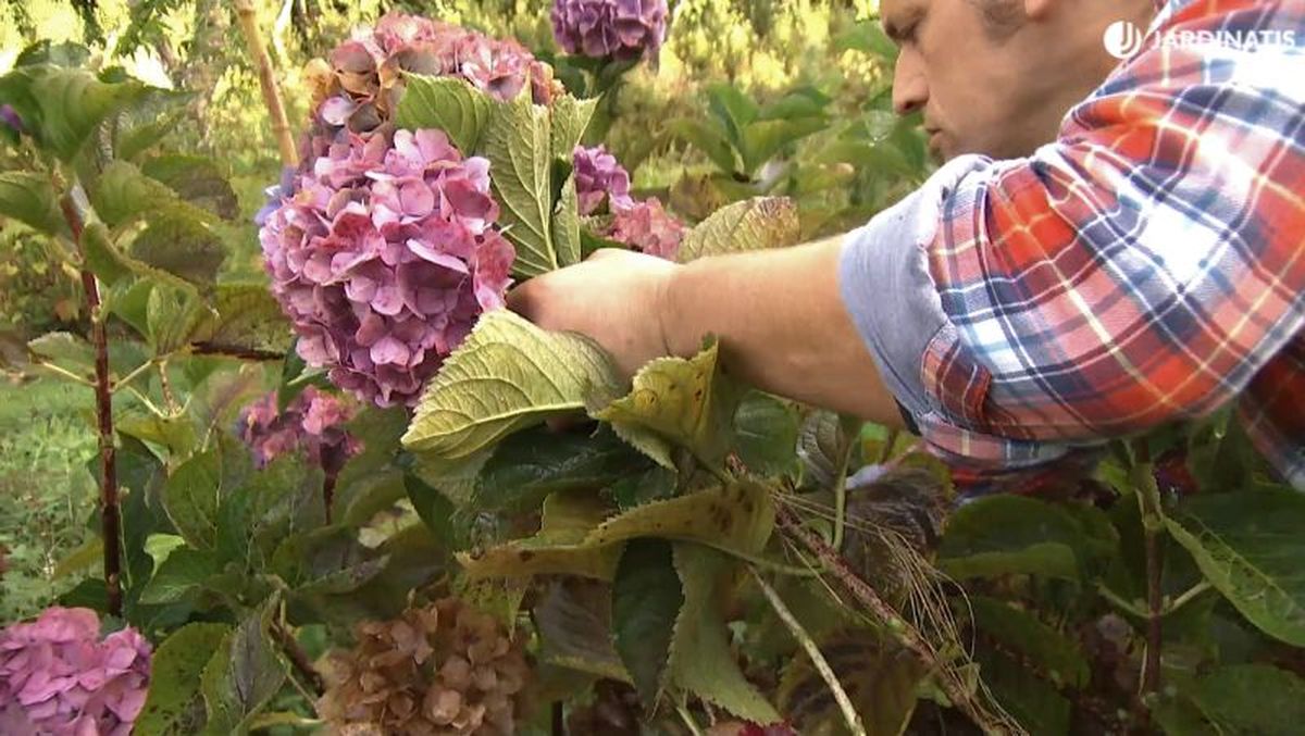 Las ramas viejas son las que hay que quitar