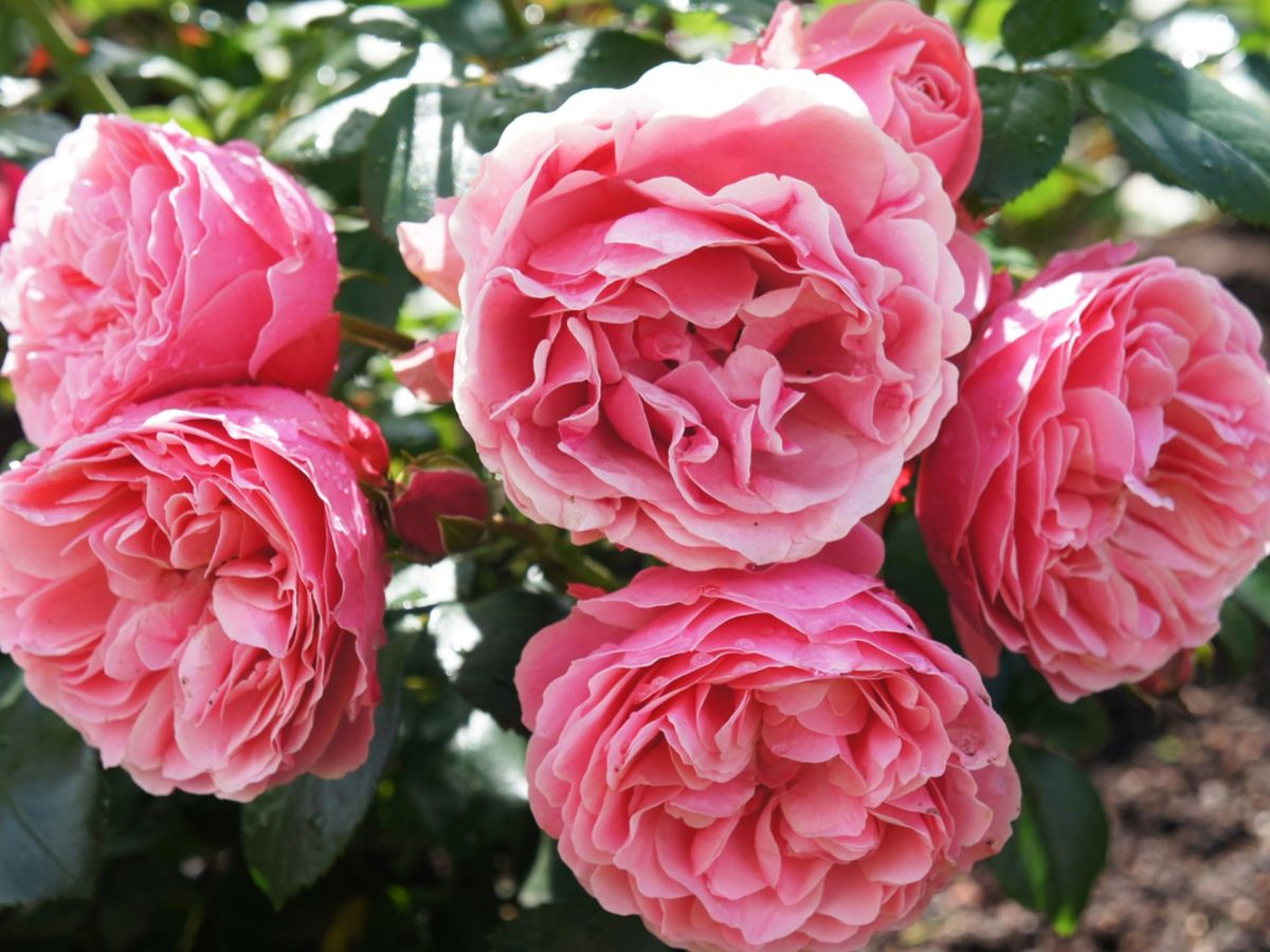 Los rosales antiguos varían en apariencia, aroma y tamaño.