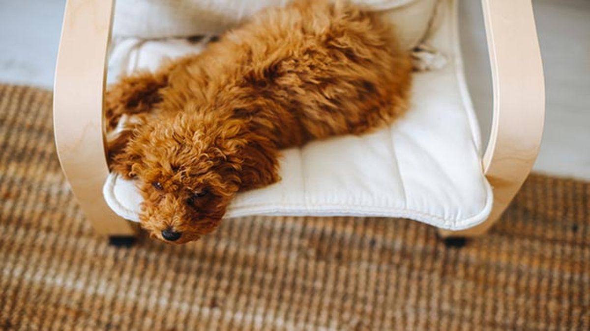 caniche toy durmiendo