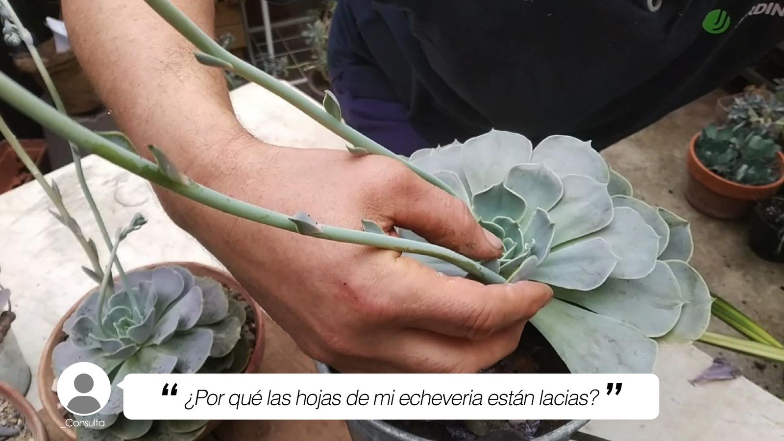 por que hojas de echeveria estan lacias por que hojas de echeveria estan lacias