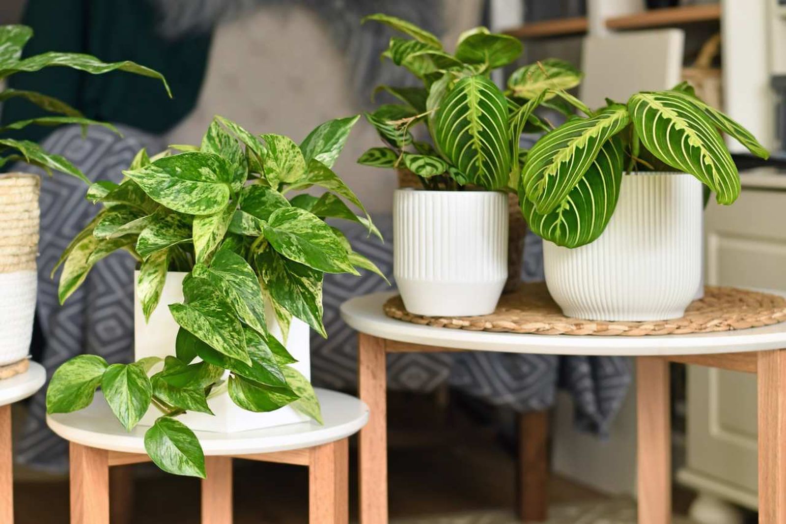 Plantas de interior