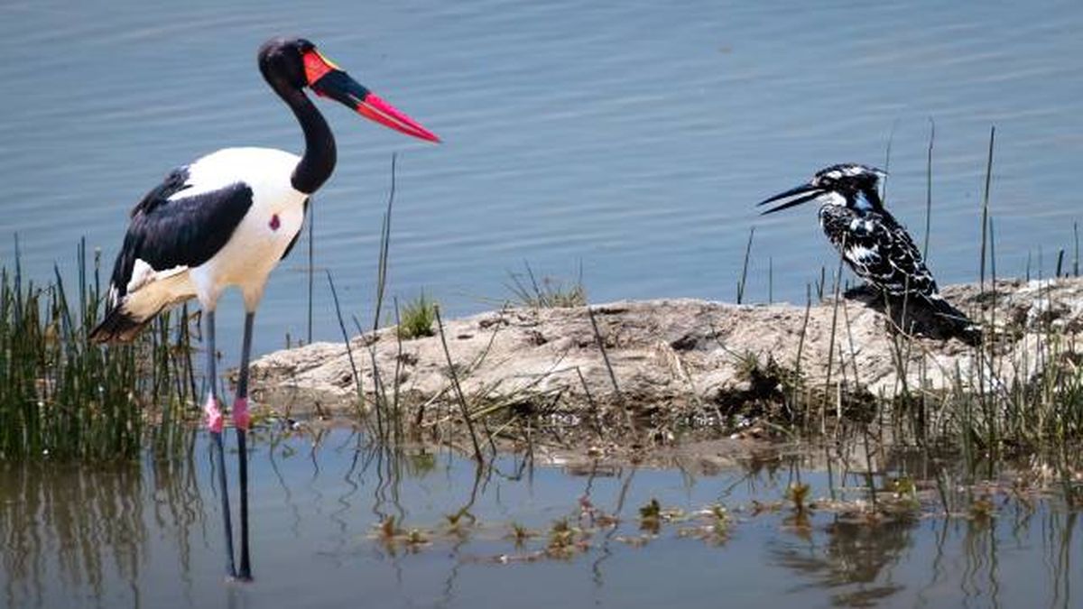 jabiru