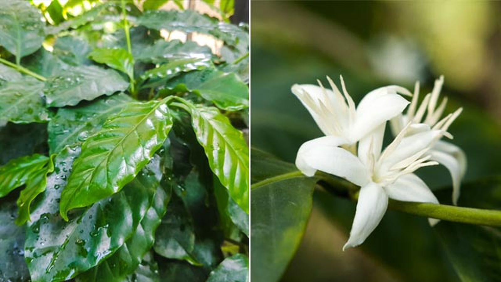 planta cafe cafeto hoja flor jardinatis planta cafe cafeto hoja flor jardinatis